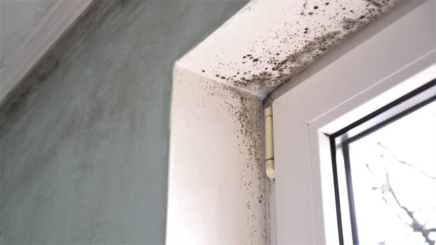 Mold Removal for HVAC Installations in Kurtistown, HI