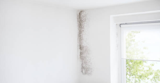 Best Comprehensive Air Testing for Mold Contaminants  in Kurtistown, HI