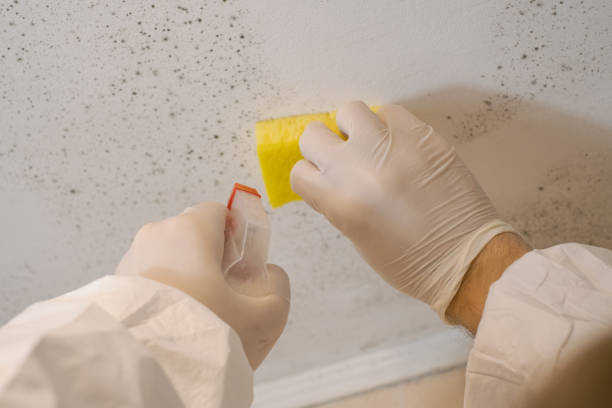 Best Basement Mold Removal  in Kurtistown, HI