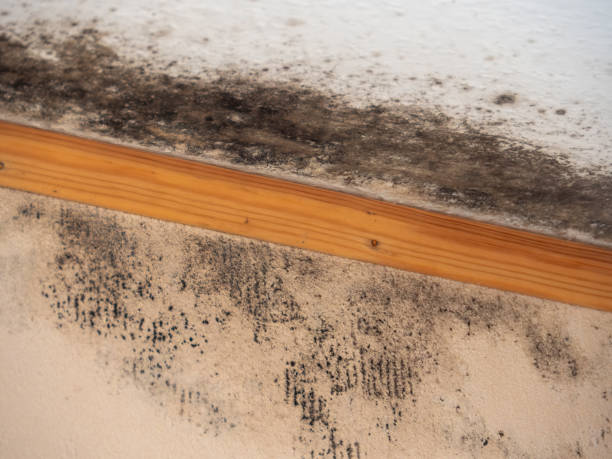 Best Water Damage & Mold Remediation  in Kurtistown, HI