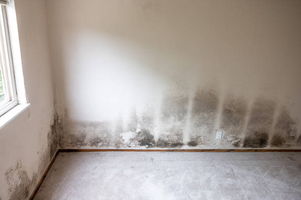Forensic Mold Investigation in Kurtistown, HI