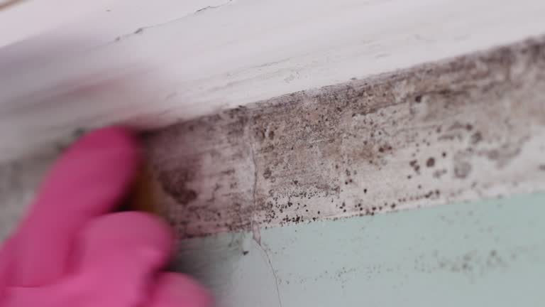 Mold Documentation for Insurance Claims in Kurtistown, HI